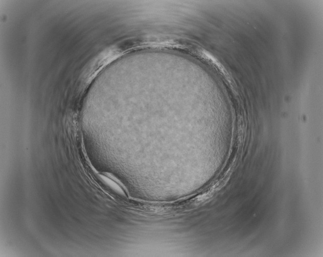 X0000085781361200704131818