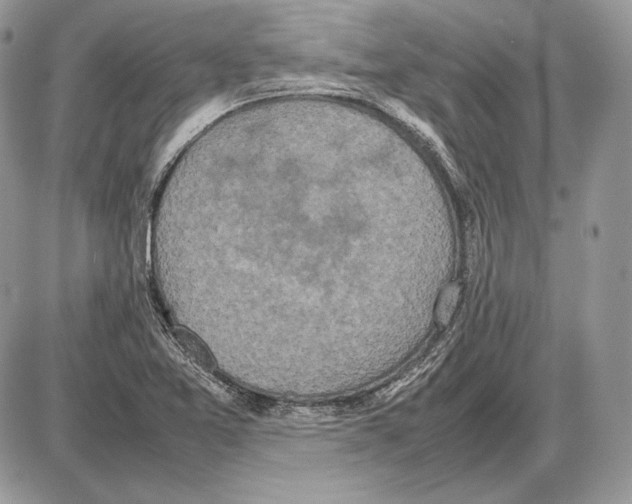 X0000085781365200704131818