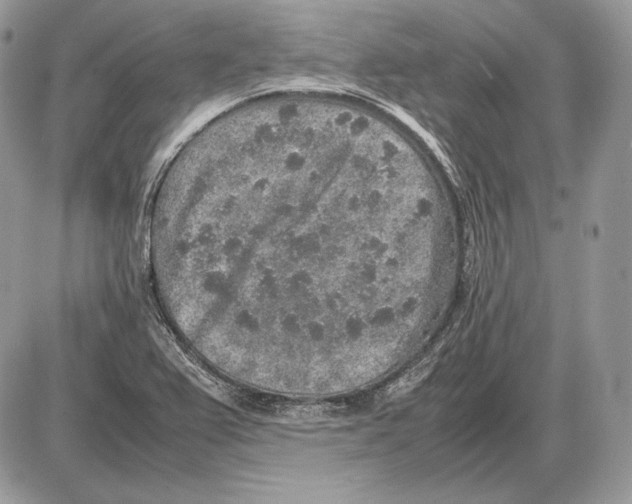 X0000085781367200704131818