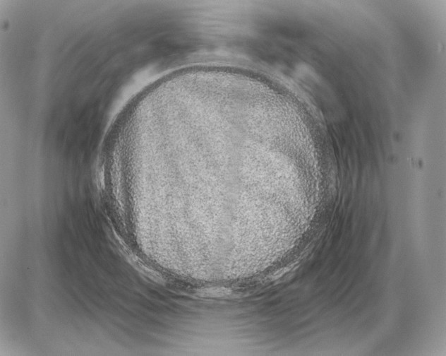 X0000085781462200704131816