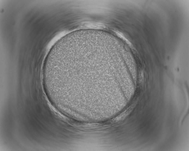 X0000085781471200704131816