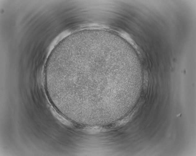 X0000085781474200704131816