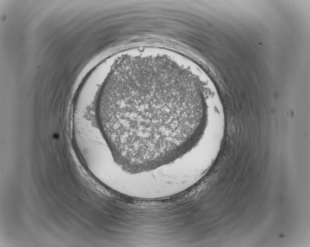 X0000085781522200704131816