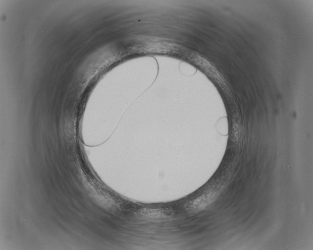 X0000085790534200703160936