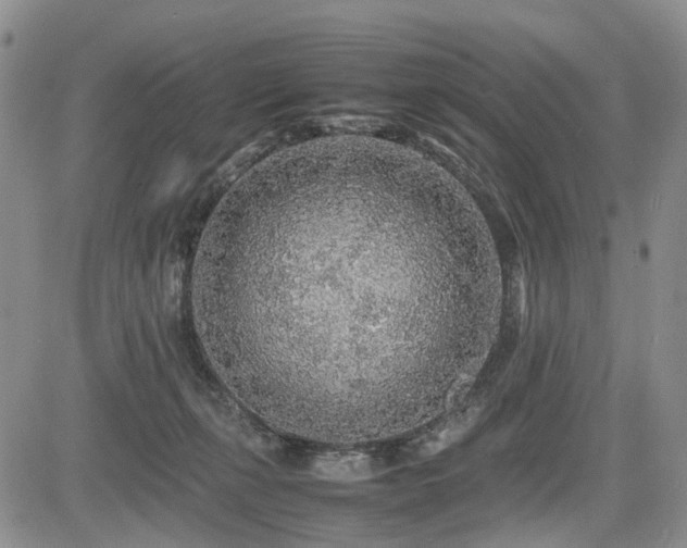 X0000085790271200703161131