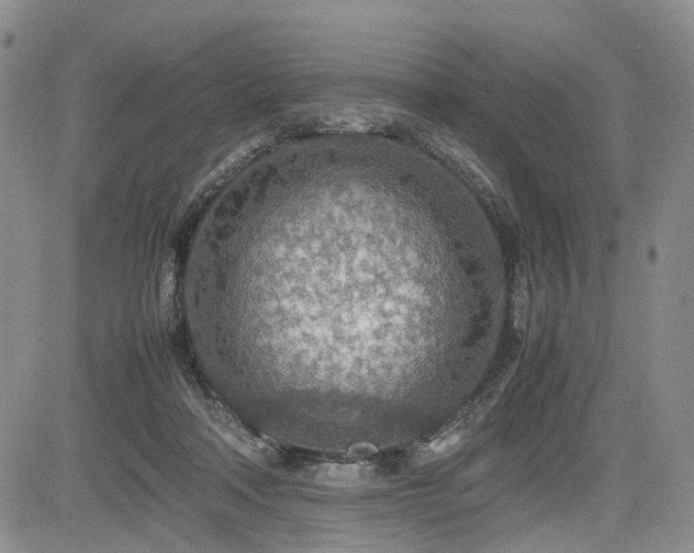X0000085790314200703161130