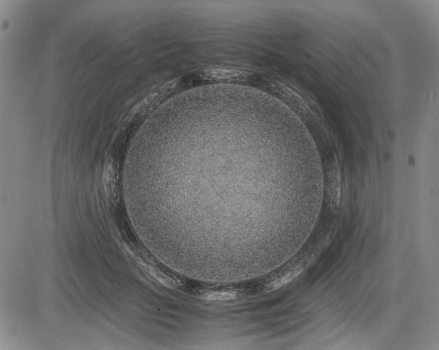 X0000085790653200703161125