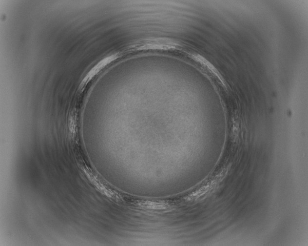 X0000085790874200703161121