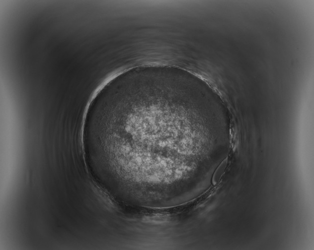 X0000085790196200703231315