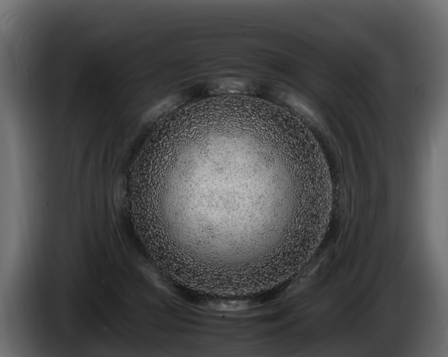 X0000085790361200703231313