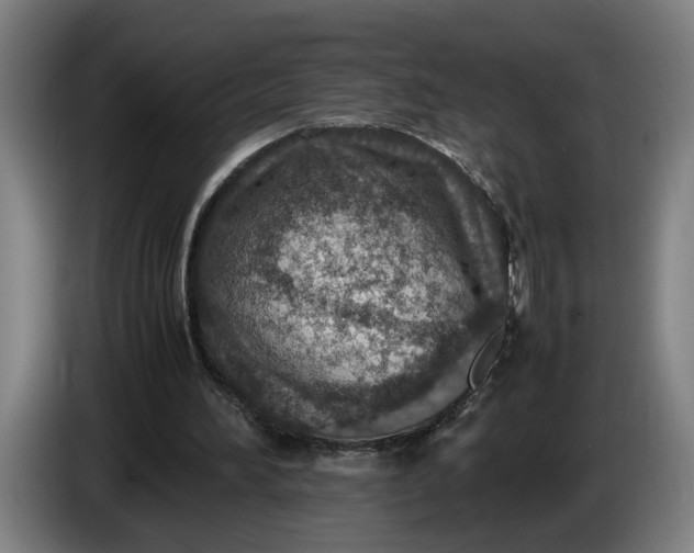 X0000085790196200703301459