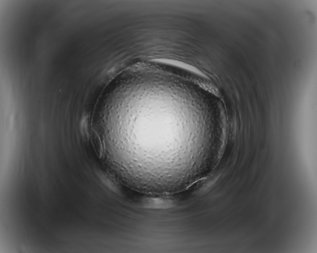 X0000085790286200703301458
