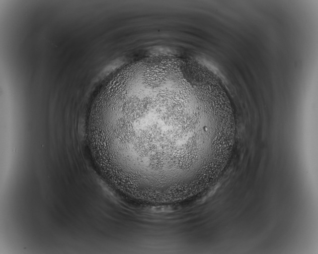 X0000085790353200703301456