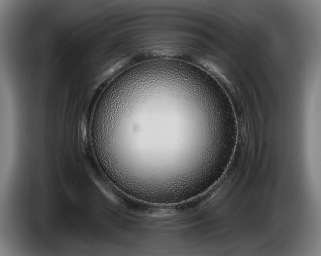 X0000085790398200703301456