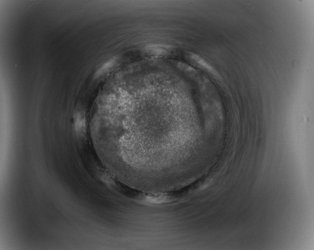 X0000085790720200703301451