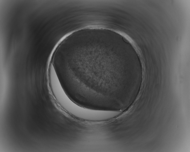 X0000085790864200703301450