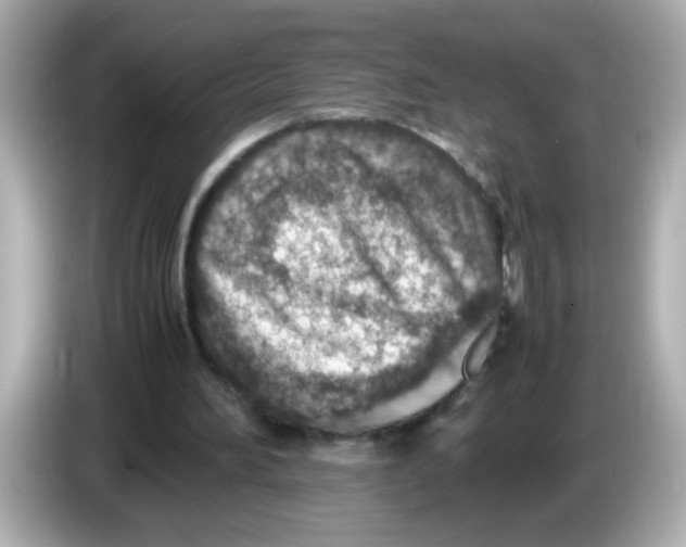 X0000085790196200704091436