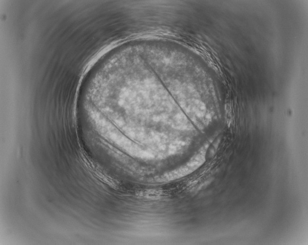 X0000085790196200704131903