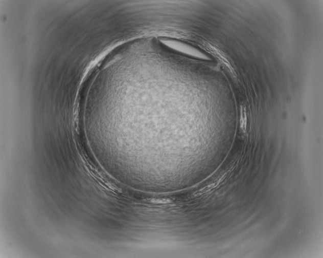 X0000085790388200704131900