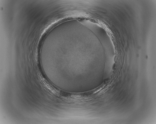 X0000085790391200704131900