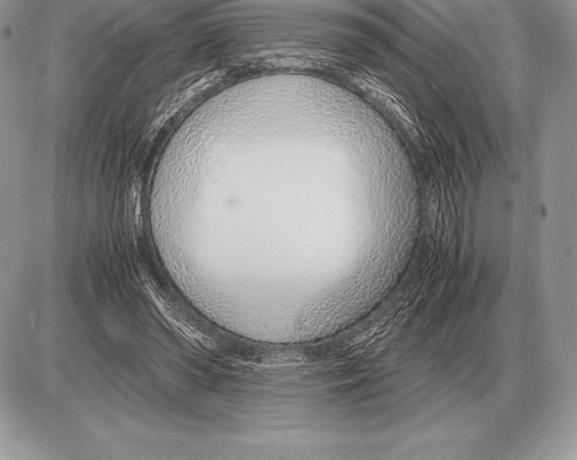 X0000085790398200704131900