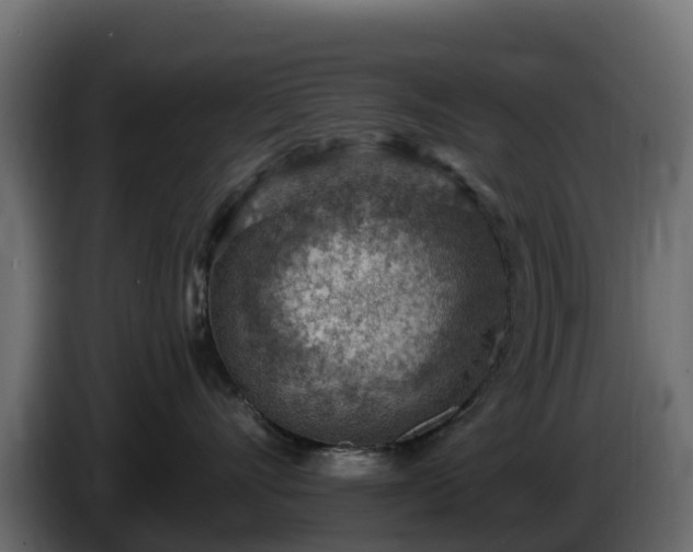 X0000085800528200703231333