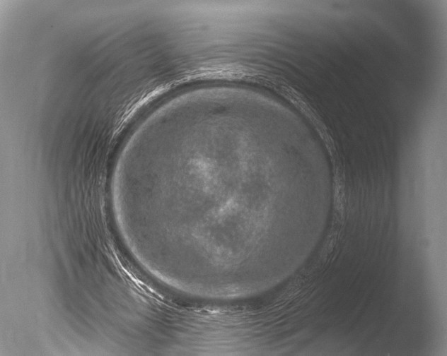 X0000085800434200703301502