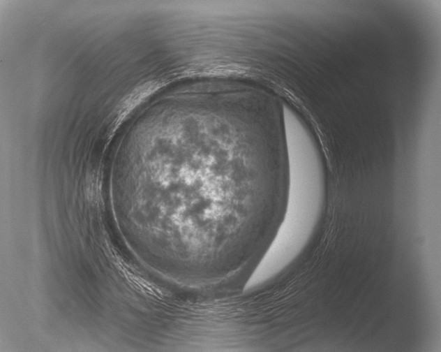 X0000085800483200703301502