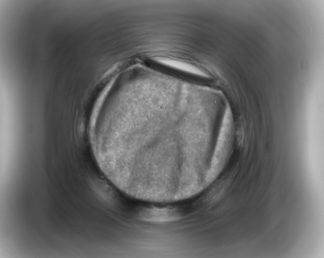 X0000085800314200704091453