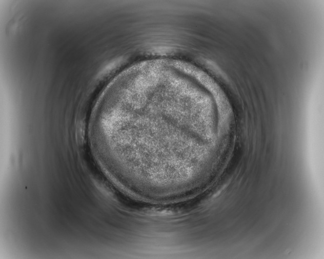 X0000085800640200704091449