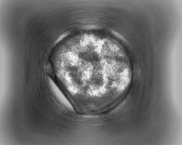 X0000085801305200704091441