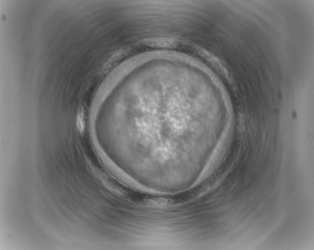 X0000085800069200704131931