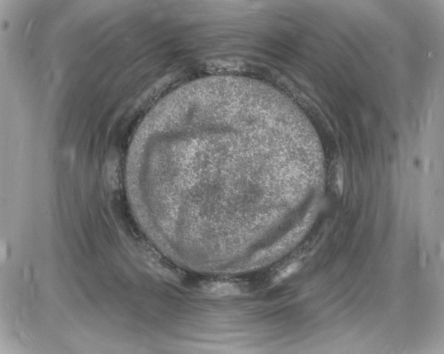 X0000085800224200704131929