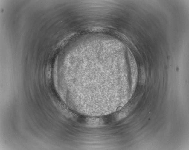 X0000085800230200704131929