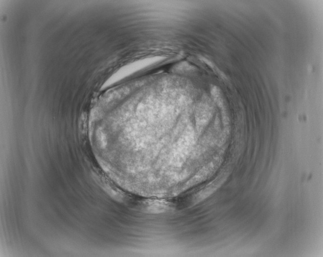 X0000085800528200704131924