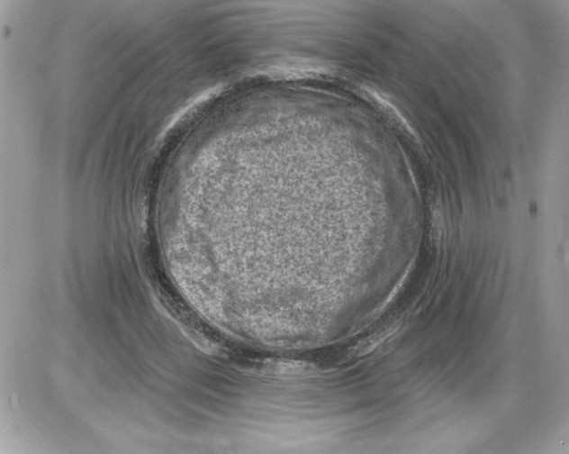 X0000085800539200704131923