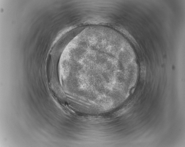 X0000085800626200704131922