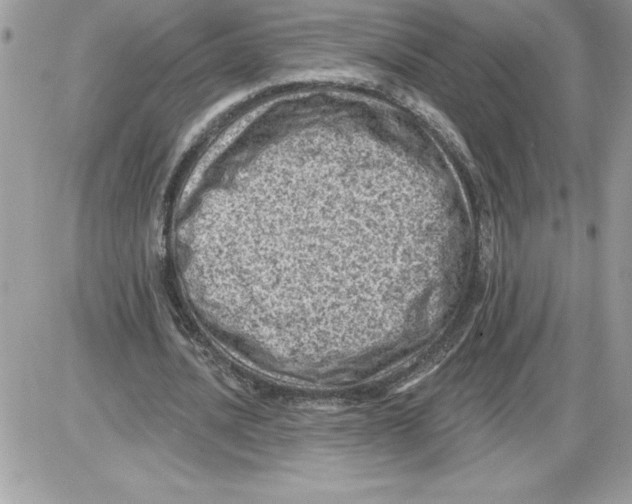 X0000085800628200704131922