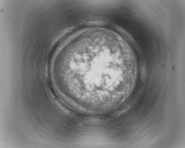 X0000085800729200704131920