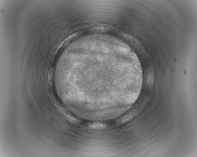 X0000085800759200704131921