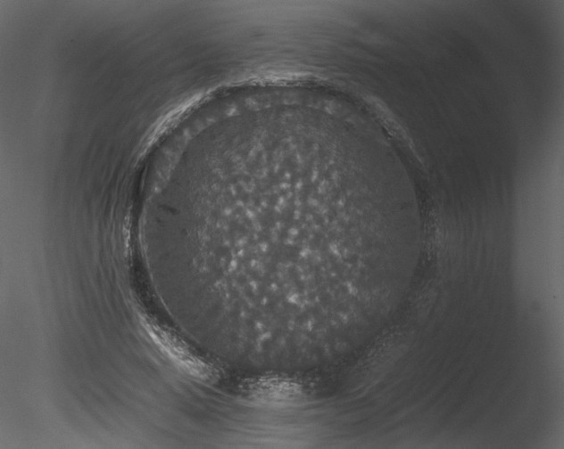 X0000085810640200703161156