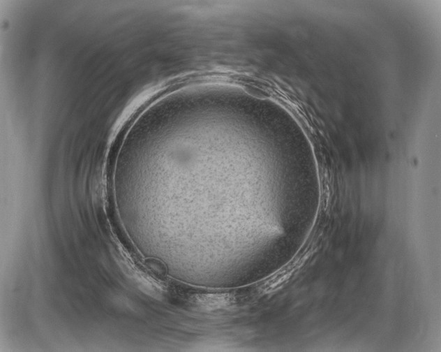 X0000085810102200703231346