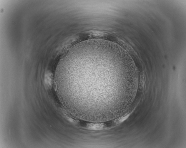 X0000085810135200703231346