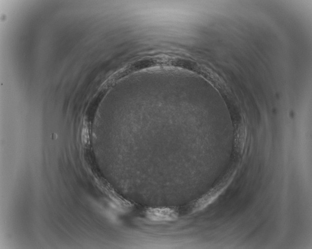 X0000085810137200703231346