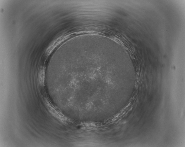 X0000085810194200703231345