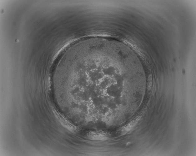 X0000085810351200703231342