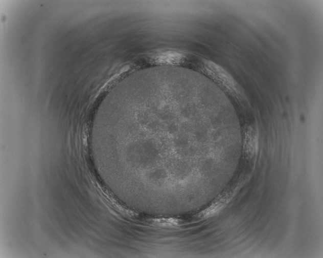 X0000085810363200703231342