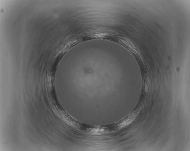 X0000085810366200703231342