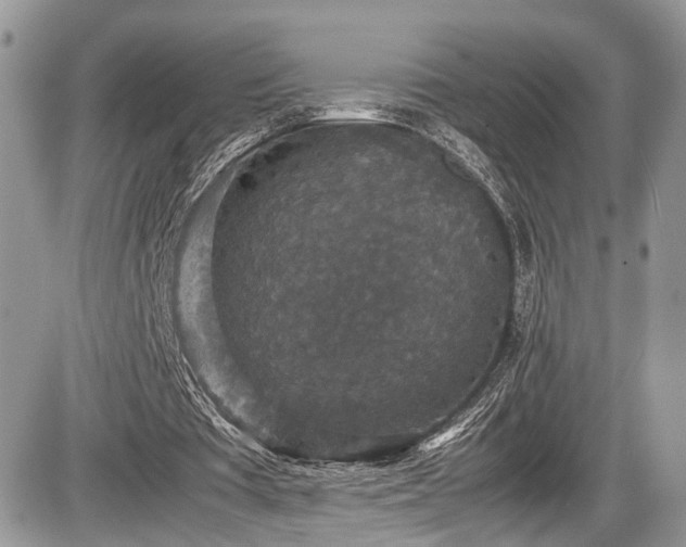 X0000085810385200703231341