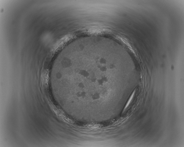 X0000085810495200703231339